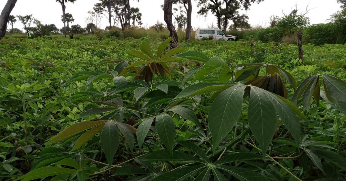 South Sudan: ICRC introduces disease-resistant cassava varieties to combat food shortage